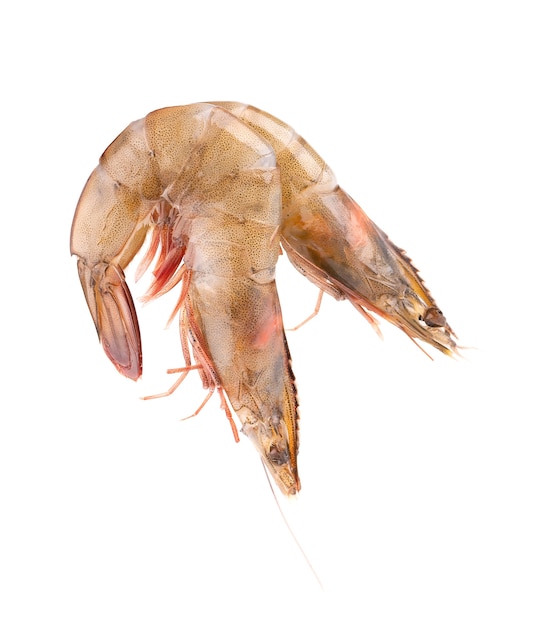 Raw shrimp isolated