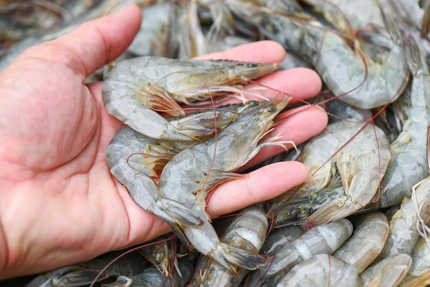Raw shrimps on hand washing shrimp on bowl shrimps background\
fresh shrimp prawns for cooking seafood food in the kitchen