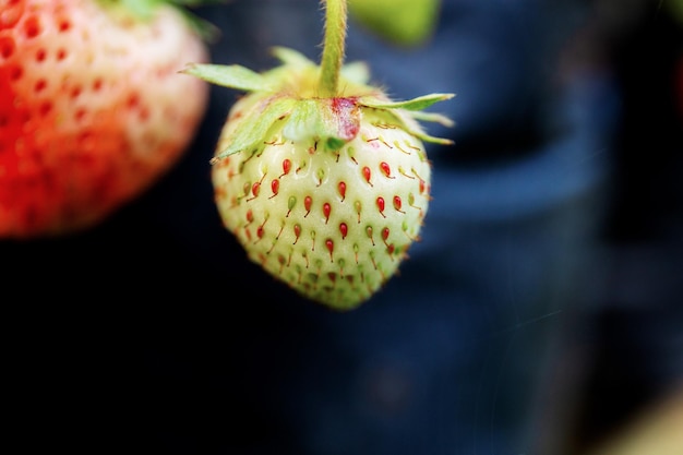 Raw of strawberry in farm