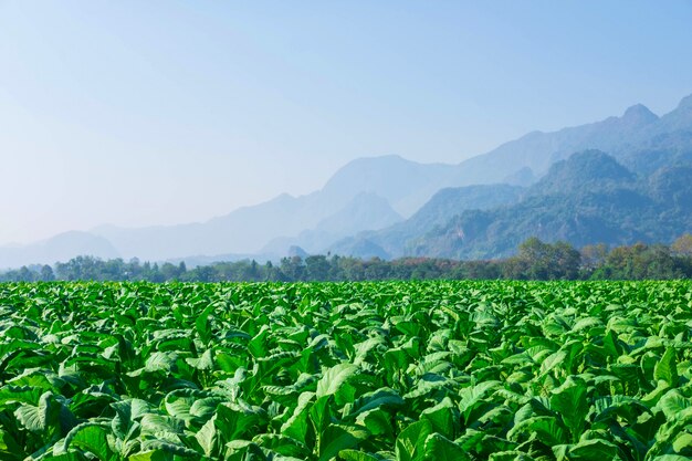 Raw tobacco leaves in tobacco farms