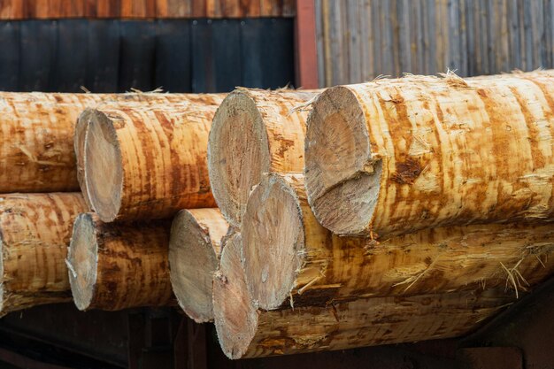 Raw tree trunks on a sawmill Modern sawmill Lumber Industry