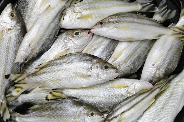 Сырой трубач или рыба grunter ингредиентов для приготовления пищи. |  Премиум Фото