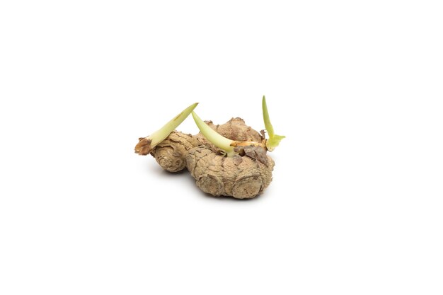 Photo raw turmeric root with growing buds on isolated white background