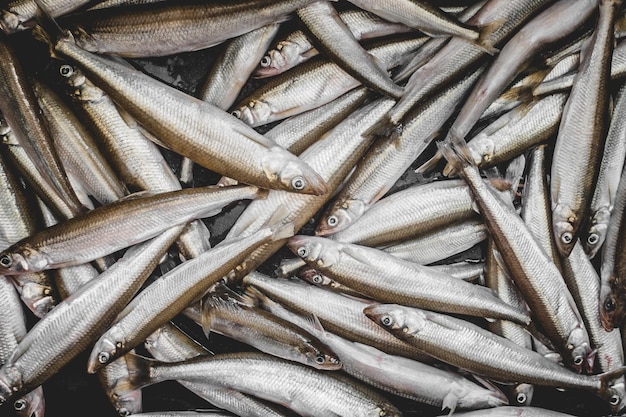 Raw and Uncooked Many Fresh Smelts Fishes