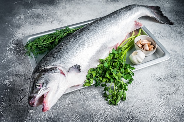 Pesce intero crudo di salmone di mare crudo in un vassoio con le erbe. sfondo bianco.