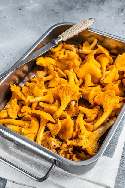 Raw uncooked wild Chanterelles mushrooms in a tray Gray background Top view