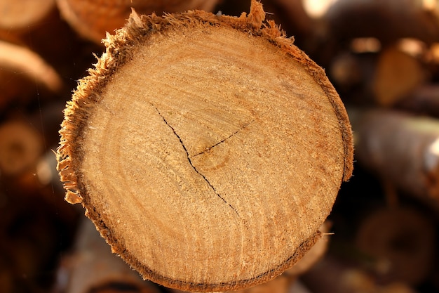 Raw wood waiting to be processed