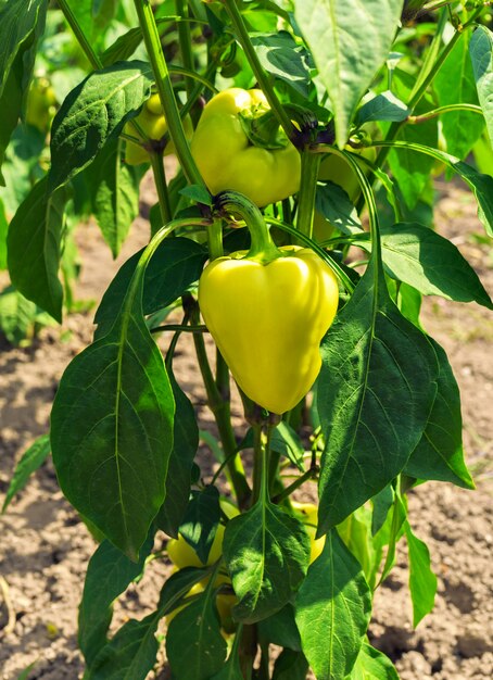 Raw yellow peppers