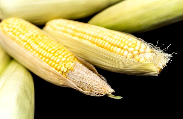 Raw yellow sweet corn on dark floor