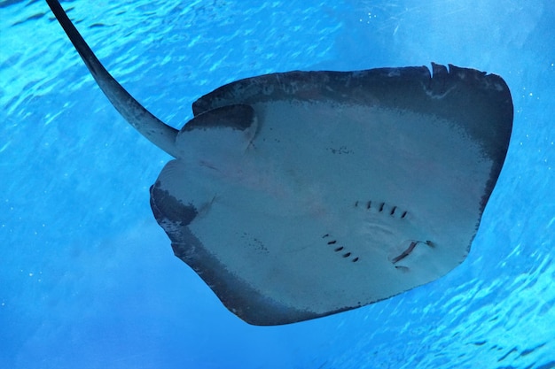 Foto pesce raggio che nuota sott'acqua