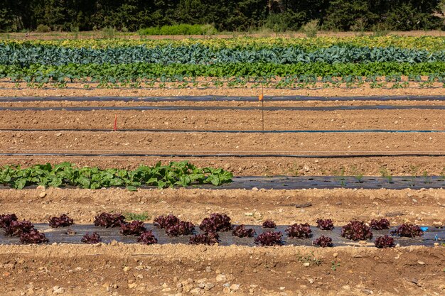 Ray of red salads and vegetables in a field