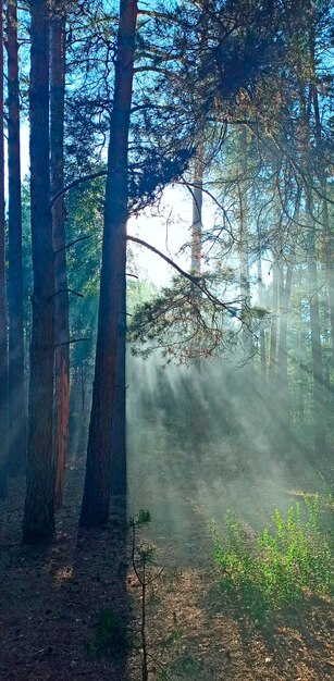 Photo rays of light break through dense foliage in forest sunbeams in dense forest