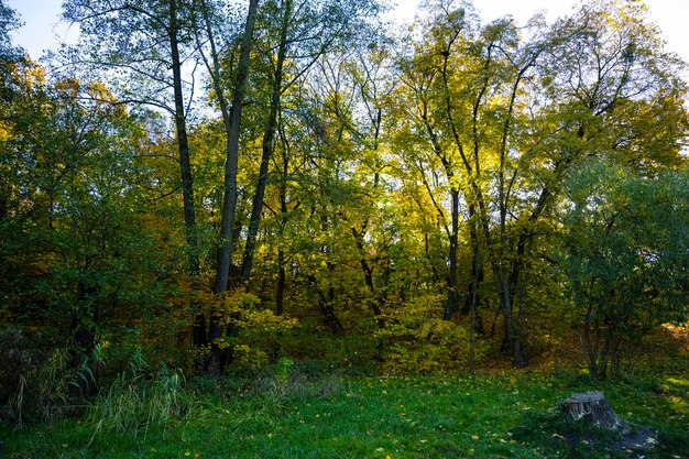 Rays of light break through the forest