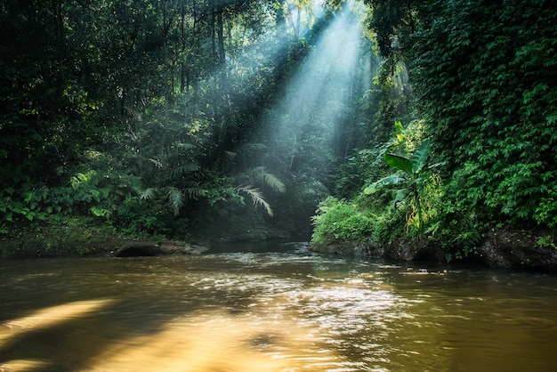 Rays of light deep in the lush jungle