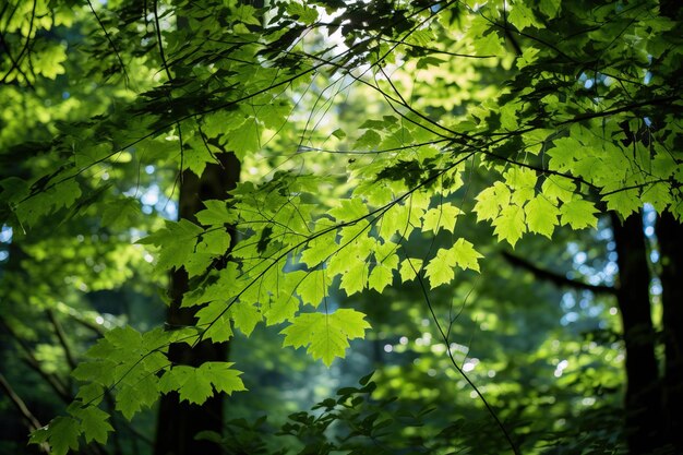 rays of light through the forest