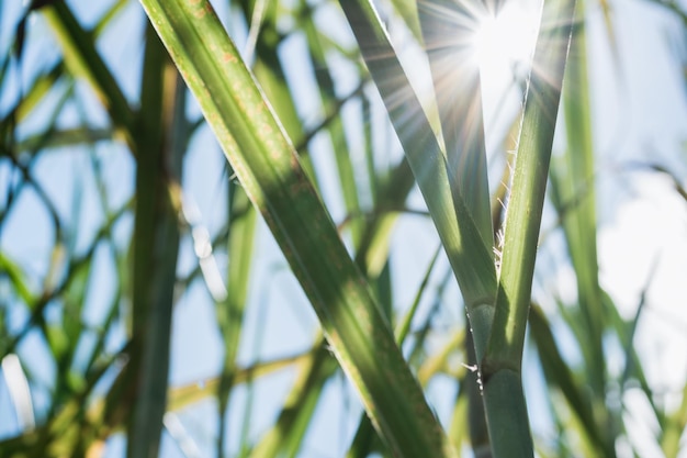 Rays of midday sun entering between the sugar cane leaves green leaves of a sugar cane crop