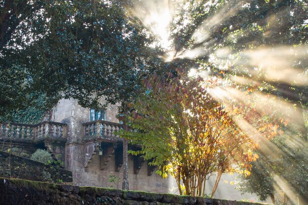 Photo rays of the morning sun streaming through the branches of the trees