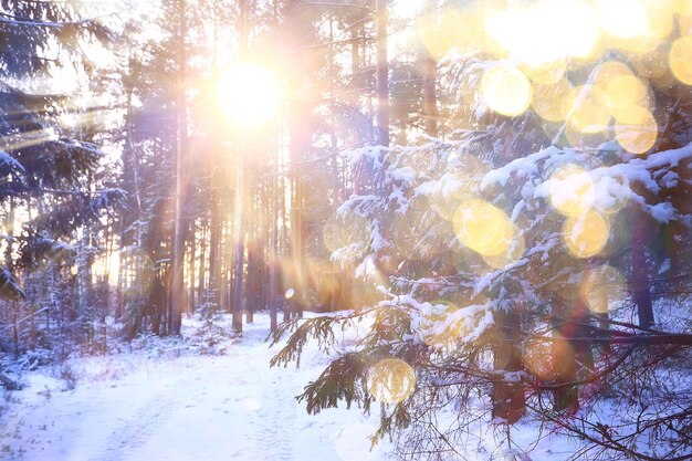 Фото Лучи солнца пейзаж зимний лес, зарево пейзаж в красивом заснеженном лесу сезонная панорама зимы
