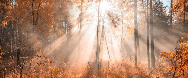 The rays of the sun in the autumn misty forest.