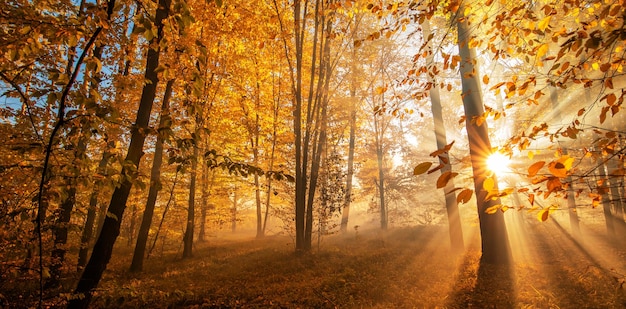 The rays of the sun in the autumn misty forest.