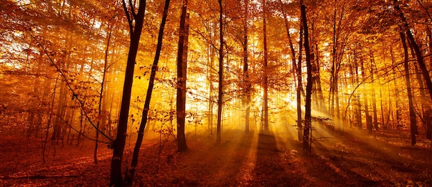 The rays of the sun in the autumn misty forest.