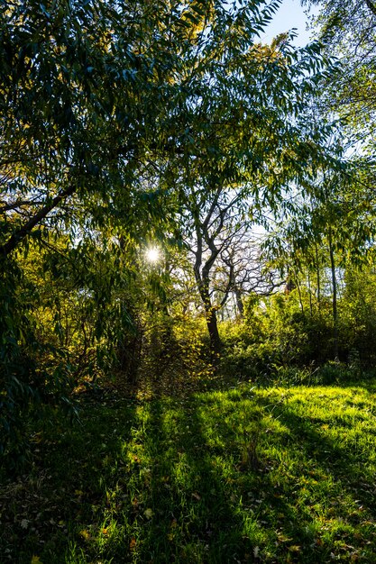 The rays of the sun break through the beautiful forest