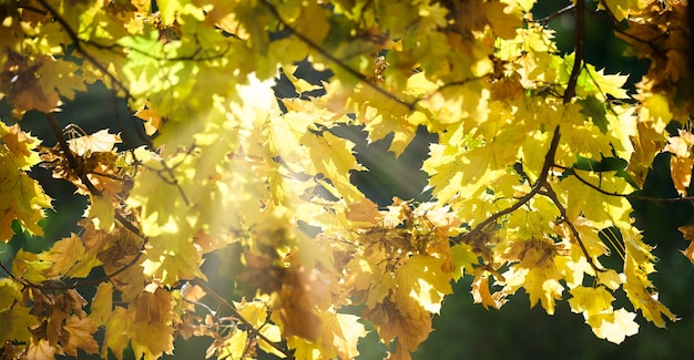 The rays of the sun make their way through the yellow leaves of the maple on an autumn day