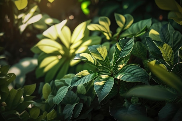 Rays of sun through leaves in tropical soft focus under natural sun light with colorful blurred background AI Generation