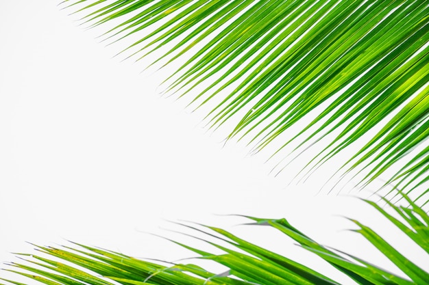 Лучи солнца сквозь пальмовые листья. Мягкий фокус. Природа джунглей. Крупным планом насыщенных зеленых пальмовых листьев.