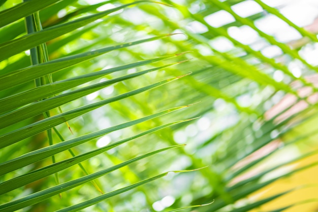 Rays of the sun through palm leaves. Soft focus. Jungle nature. Close-up of a saturated green palm leaf.