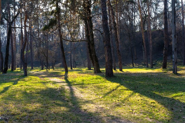 Лучи солнца сквозь деревья в лесу