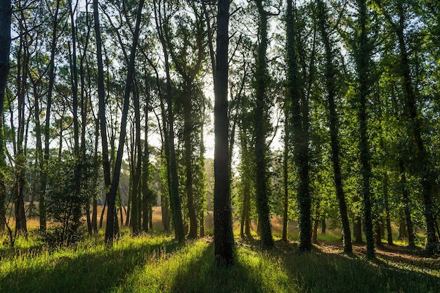 Rays of sunlight passing through the trees of a forest