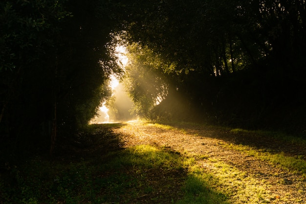 Foto raggi di sole illuminano un sentiero in mezzo al bosco