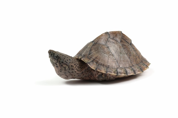 Razorback musk turtle Razor-backed musk turtle Closeup on isolated background