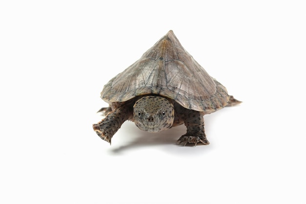 Razorback musk turtle Razor-backed musk turtle Closeup on isolated background