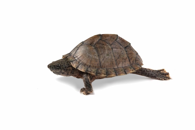 Razorback musk turtle Razor-backed musk turtle Closeup on isolated background