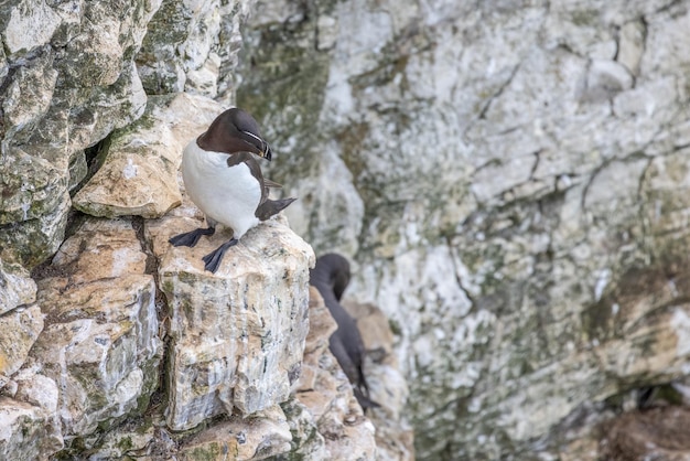 요크셔 Bempton의 절벽에 둥지를 틀고 있는 Razorbill Alca torda