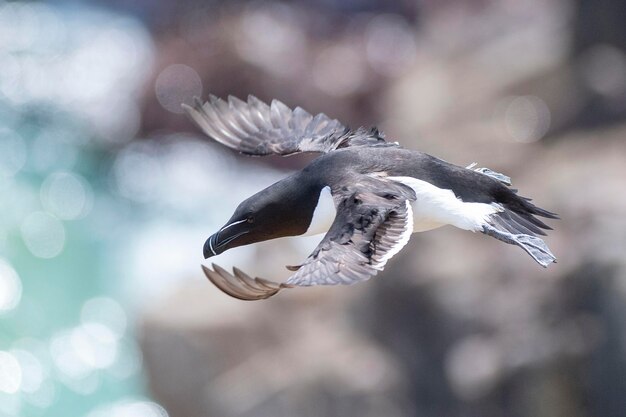 Razorbill 비행 Alca torda Saltee Island Ireland