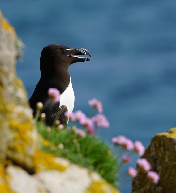 Razorbill portret