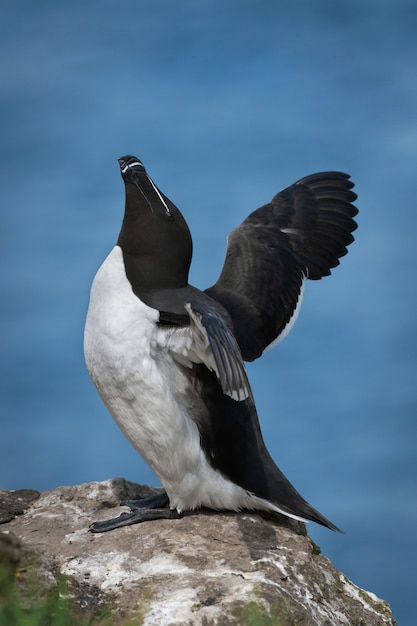 Photo razorbill