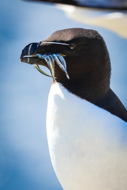 Photo razorbill