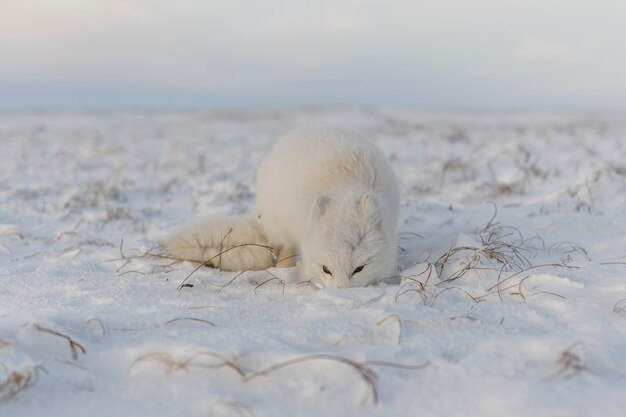 Фото Лисица (vulpes lagopus) в дикой тундре. лежащий песец.