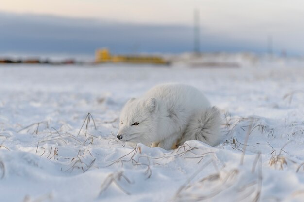 Лисица (Vulpes Lagopus) в дикой тундре. Лежащий песец.