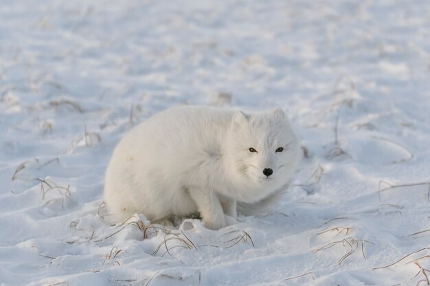 Лисица (Vulpes Lagopus) в дикой тундре. Лежащий песец.