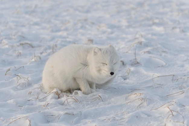 野生のツンドラに生息するホッキョクギツネ（Vulpes Lagopus）。ホッキョクギツネが横たわっています。