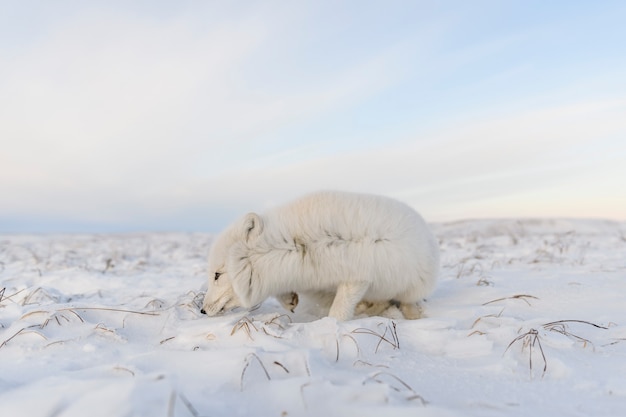 Лисица (Vulpes Lagopus) в дикой тундре. Лежащий песец.