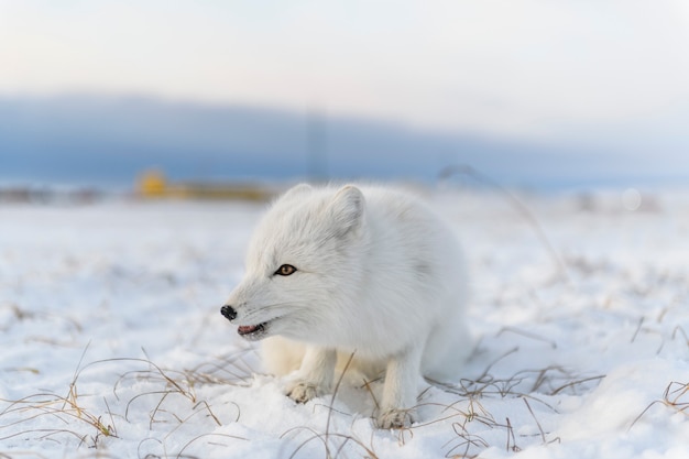 Foto volpe artica (vulpes lagopus) nella tundra selvaggia. menzogne della volpe artica.