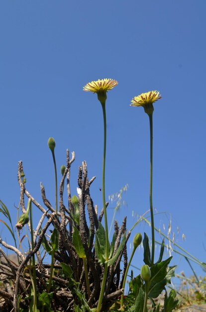 Foto raggiungere il sole