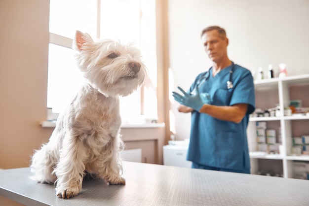 Ready for check up Middle aged male vet putting on protective gloves before starting to check the health of a small dog in veterinary clinic