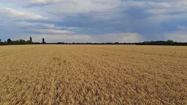 Готовы к сбору урожая на полях органической пшеницы выращиваются и выращиваются органически